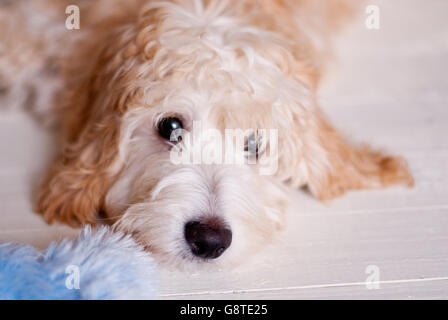 Cockerpoo - portrait de chien Banque D'Images