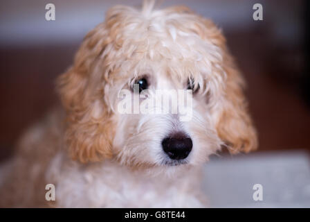 Cockerpoo - portrait de chien Banque D'Images