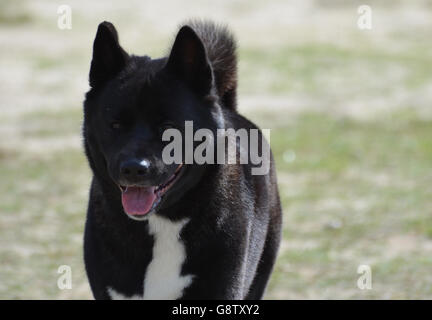 Noir magnifique avec un chien akita langue rose. Banque D'Images