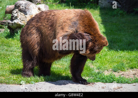 Ours grizzli (Ursus arctos) se gratter la tête Banque D'Images