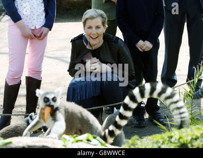 La comtesse de Wessex lors d'une visite du projet Wild place au zoo de Bristol. Banque D'Images