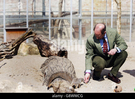 Le comte de Wessex nourrit un meerkat lors d'une visite au Wild place Project au zoo de Bristol. Banque D'Images