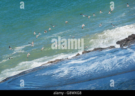 Vol de mouettes sur la plage. Banque D'Images