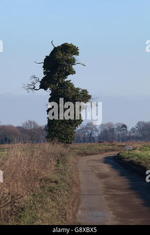 Chêne (Quercus robur). "Personnes âgées" tagshorn arbre, envahies par le lierre (Hedera helix). Localement appelé 'Mr. D'un poinçon. Banque D'Images