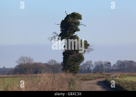 Chêne (Quercus robur). "Personnes âgées" tagshorn arbre, envahies par le lierre (Hedera helix). Localement appelé 'Mr. D'un poinçon. Banque D'Images