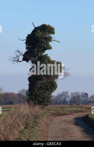 Chêne (Quercus robur). "Personnes âgées" tagshorn arbre, envahies par le lierre (Hedera helix). Localement appelé 'Mr. D'un poinçon. Banque D'Images