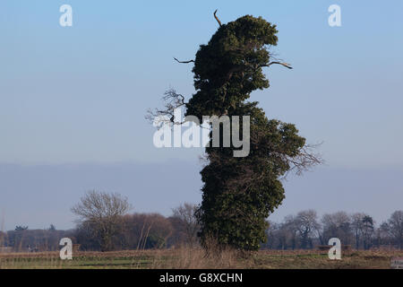 Chêne (Quercus robur). "Personnes âgées" tagshorn arbre, envahies par le lierre (Hedera helix). Localement appelé 'Mr. D'un poinçon. Banque D'Images