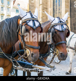 Chefs de deux chevaux sur chariot fiaker brun Stephansplatz au centre-ville de Vienne, Autriche Banque D'Images