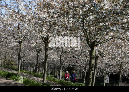 Les gens marchent sous les cerisiers à Alnwick Garden dans le Northumberland, alors que la fleur fleurit complètement après les dernières semaines de neige. Banque D'Images