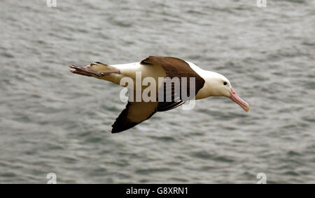 Albatros Animaux Banque D'Images