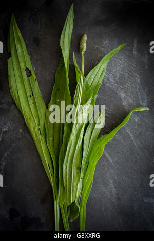 Les herbes sauvages sur ardoise. Vue d'en haut Banque D'Images