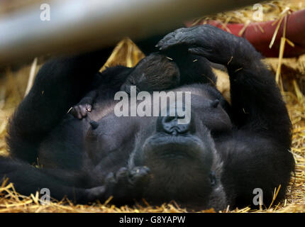 Une gorille de deux semaines, encore sans nom, prend une sieste sur sa mère Sanki alors qu'elle fait ses débuts publics au Howletts Wild Animal Park près de Canterbury, dans le Kent. Banque D'Images