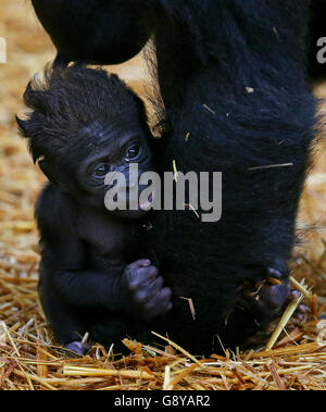 Bébé gorille à Howletts Wild Animal Park Banque D'Images