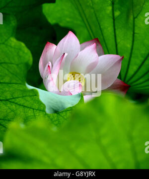 Yichang. 28 Juin, 2016. Photo prise le 28 juin 2016 montre une fleur de lotus au parc d'enfants dans la ville de Yichang, province du Hubei en Chine centrale. © Ren Hongwei/Xinhua/Alamy Live News Banque D'Images