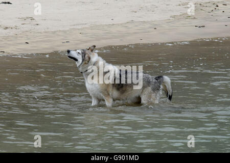 Newquay, Cornwall, UK. 1er juillet 2016. Les visiteurs de Newquay Cornwall profitez d'une journée de beau temps à venir d'une autre semaine pluvieuse. 1er juillet 2016 Crédit : MARTIN DALTON/Alamy Live News Banque D'Images