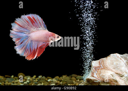 Betta poisson, poisson de combat siamois à fishbowl Banque D'Images