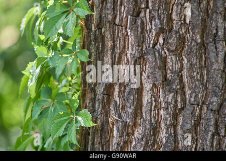 Virginia creeper feuilles vertes sur le vieux tronc d'arbre écorce de chêne Banque D'Images