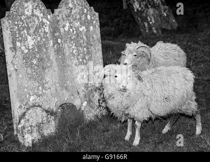 Image en noir et blanc de moutons en cimetière parmi les pierres tombales Banque D'Images