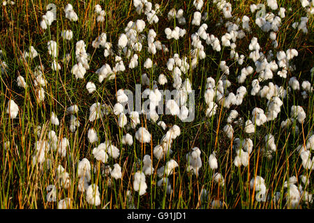 L'herbe sur les terres marécageuses de coton en pleine floraison l'heure d'été à Dartmoor dans le Devon ensoleillée Banque D'Images