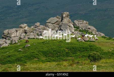 Os magnifique hill Rocks à Dartmoor, dans le Devon, situé juste au-dessus de Widecombe-dans-le-Moor un bel endroit pour se promener et explorer Banque D'Images