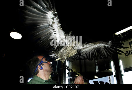 ANIMAUX vautour Banque D'Images