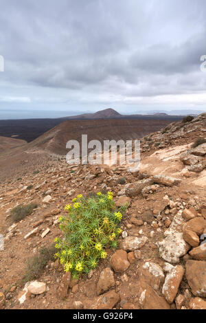 Sur les flancs de l'usine de Caldera Blanca, Mancha Blanca, Lanzarote Banque D'Images