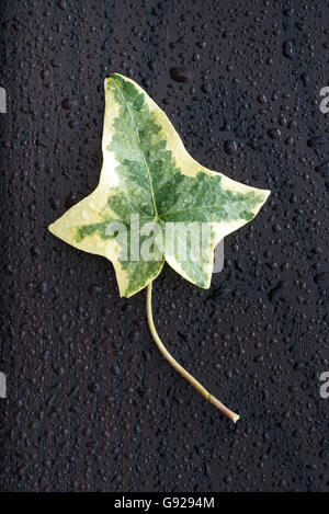 Feuilles de lierre et de gouttes d'eau sur une surface en bois foncé Banque D'Images