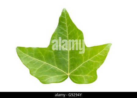 Feuille de lierre vert isolated on white Banque D'Images