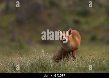 Rotfuchs (Vulpes vulpes), Duenen Nordholland, Niederlande Banque D'Images