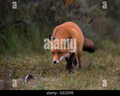 Rotfuchs (Vulpes vulpes), Duenen Nordholland, Niederlande Banque D'Images