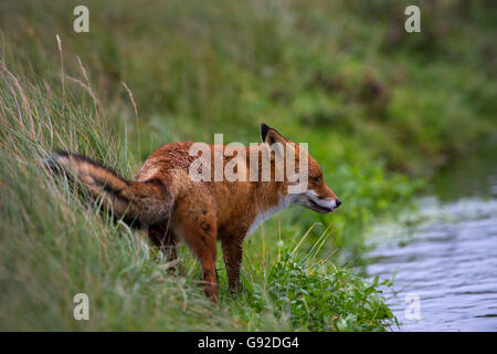 Rotfuchs (Vulpes vulpes), Duenen Nordholland, Niederlande Banque D'Images