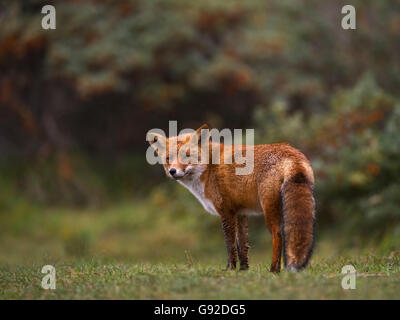 Rotfuchs (Vulpes vulpes), Duenen Nordholland, Niederlande Banque D'Images