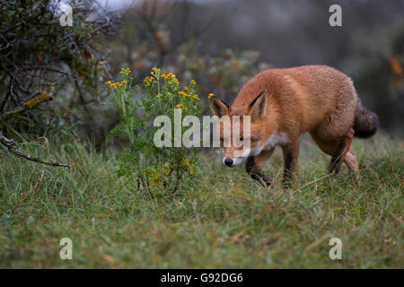 Rotfuchs (Vulpes vulpes), Duenen Nordholland, Niederlande Banque D'Images