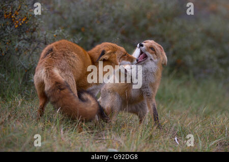 Rotfuchs (Vulpes vulpes), Duenen Nordholland, Niederlande Banque D'Images