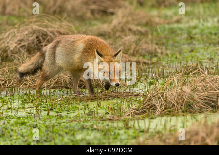 Rotfuchs (Vulpes vulpes), Duenen Nordholland, Niederlande Banque D'Images