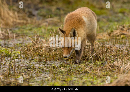 Rotfuchs (Vulpes vulpes), Duenen Nordholland, Niederlande Banque D'Images