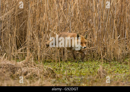 Rotfuchs (Vulpes vulpes), Duenen Nordholland, Niederlande Banque D'Images