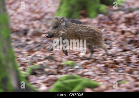 Wildschwein (Sus scrofa) , Daun, Rheinland-Pfalz, Deutschland Banque D'Images