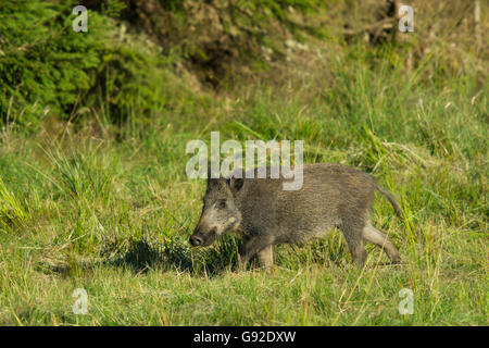 Wildschwein (Sus scrofa) , Daun, Rheinland-Pfalz, Deutschland Banque D'Images