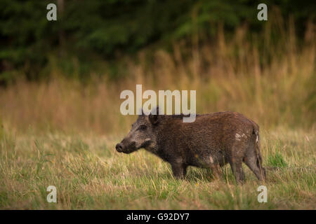 Wildschwein (Sus scrofa) , Daun, Rheinland-Pfalz, Deutschland Banque D'Images