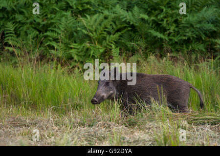 Wildschwein (Sus scrofa) , Daun, Rheinland-Pfalz, Deutschland Banque D'Images