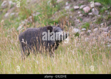 Wildschwein (Sus scrofa) , Daun, Rheinland-Pfalz, Deutschland Banque D'Images