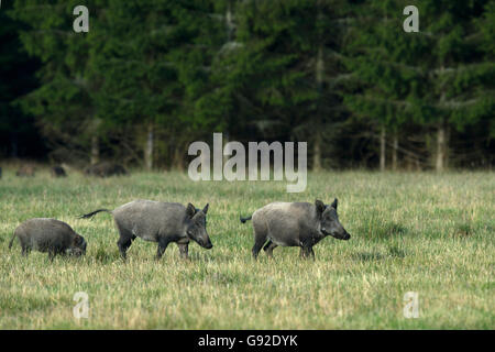 Wildschwein (Sus scrofa) , Daun, Rheinland-Pfalz, Deutschland Banque D'Images