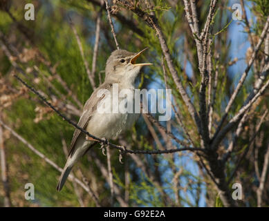 Olivaceous Warbler, homme, Grèce / (Hippolais pallida) Banque D'Images