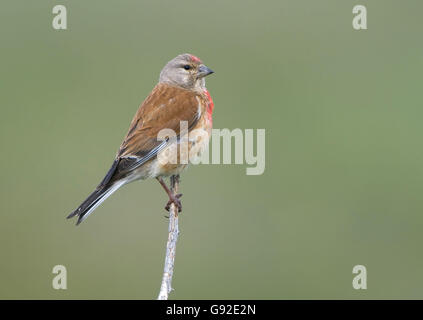 Linnet, homme / (Carduelis cannabina, Acanthis cannabina) / côté Banque D'Images