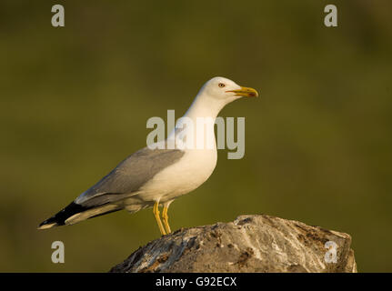 Goéland, Grèce / (Larus cachinnans michahellis) / côté Banque D'Images