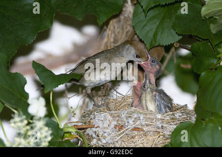 Blackcap, alimentation femelle / poussins (Sylvia atricapilla) Banque D'Images