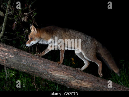 / Red Fox (Vulpes vulpes) / côté Banque D'Images