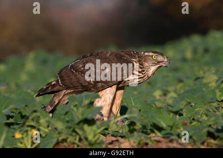 / Autour des palombes (Accipiter gentilis) Banque D'Images