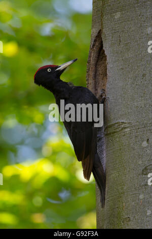 Pic noir (Dryocopus martius) Banque D'Images